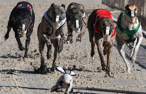 greyhound channel racing